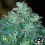 AlphaKronik Genes Seeds Snowdizzle